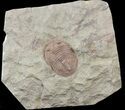 Ordovician Asaphellus Trilobite - Morocco #45090-1